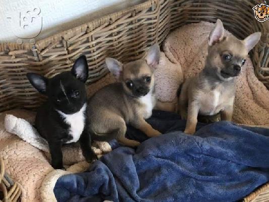 PoulaTo:  Kc chihuahua έτοιμο
